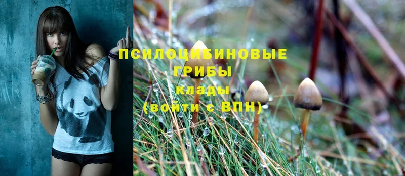 Галлюциногенные грибы Psilocybe  нарко площадка как зайти  Новоаннинский  закладка 